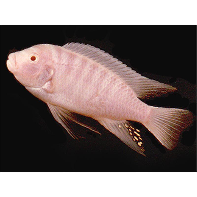 Pseudotropheus zebra albin - imagine 5